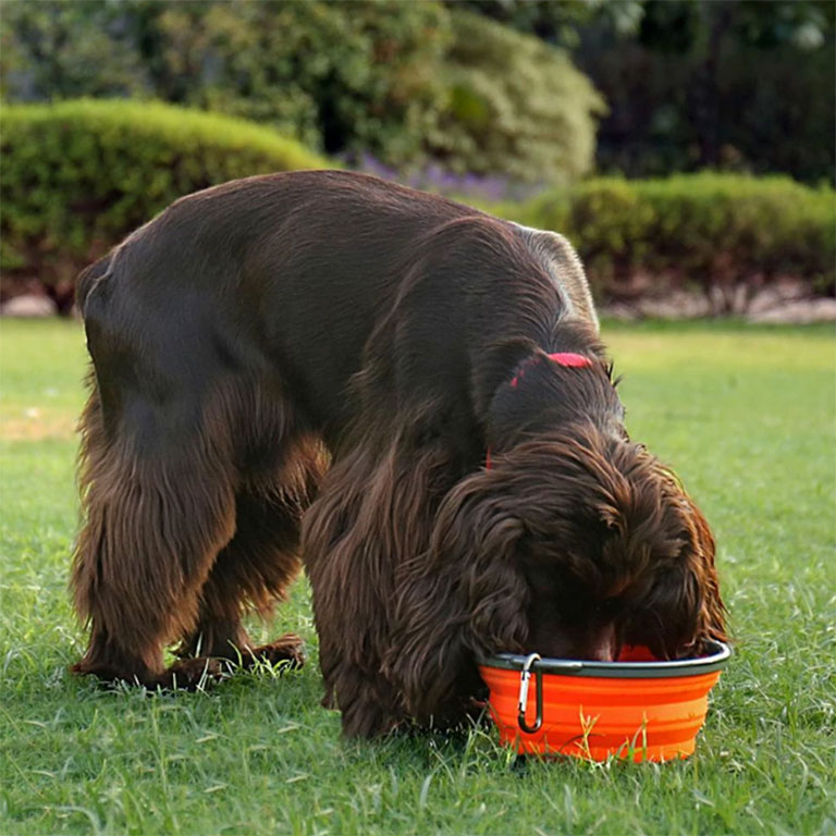 Collapsible Dog Bowl – תמונה 4